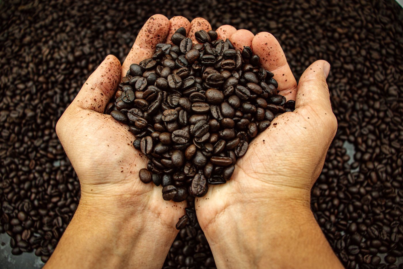 Mãos segurando grãos de café torrados