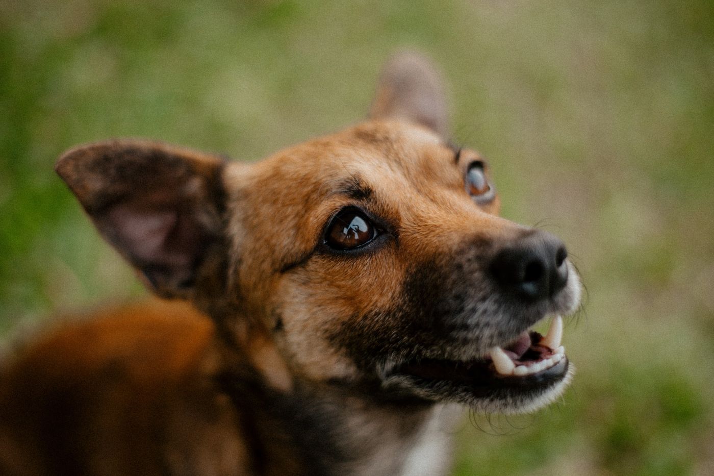 Cão saudável e feliz ao ar livre