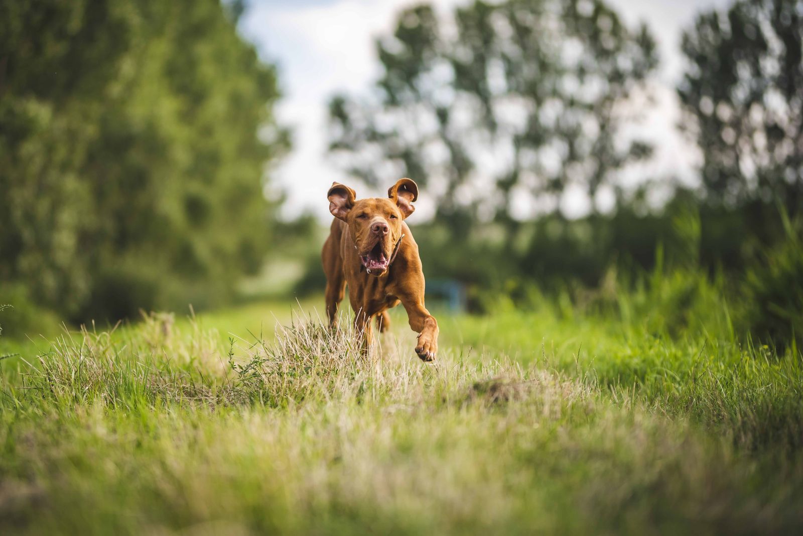 Cão correndo feliz em um campo verde ao ar livre